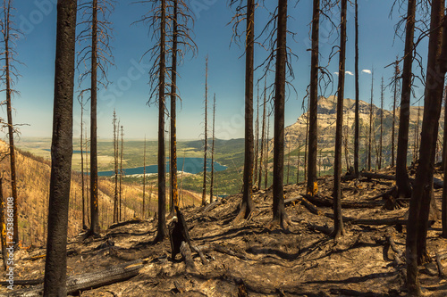 After the Wildfire - Hiking Through A Burnt Forest  Canada