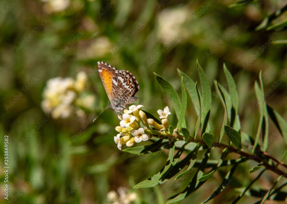 Fototapeta premium close up from butterfly over white blossoms
