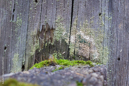 Close-up natural still life in the spring forest with different types of moss, plants and insects on the surface of the tree as a background. Texture. photo