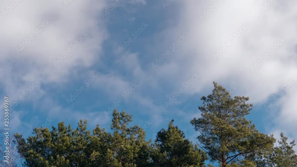the beginning of spring. pine branches swaying against the blue sky. the beginning of spring. pine branches swaying against the blue sky.
