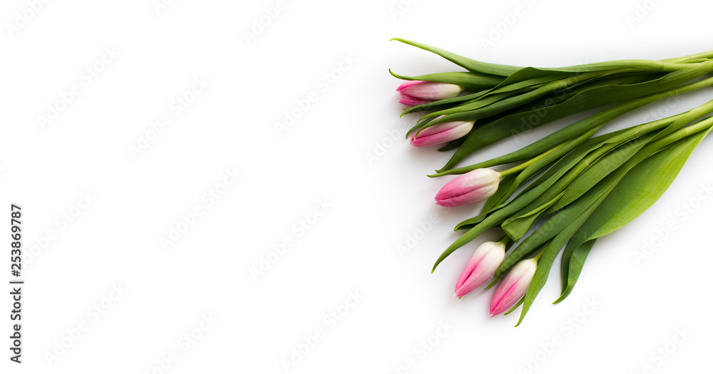 Fototapeta premium Pink tulips on white background