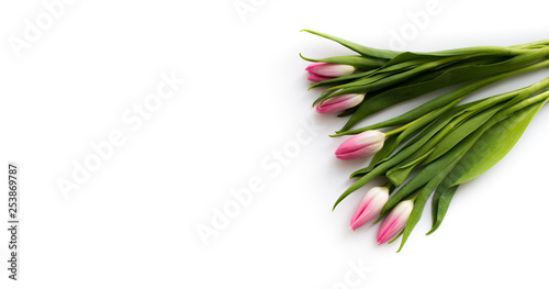 Pink tulips on white background