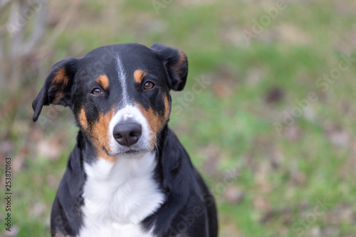 Appenzeller Sennenhund. The dog is standing in the park on the Spring. Portrait of a Appenzeller Mountain Dog