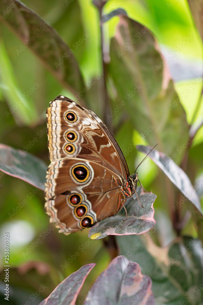 Fototapeta premium butterfly on leaf