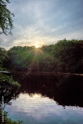 Golden sunset over trees in Haagse Bos, forest in The Hague