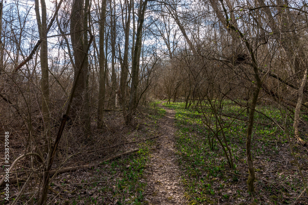 Dichtes Gebüsch mit kleinem Wanderweg Dichtes Gebüsch mit kleinem Wanderweg
