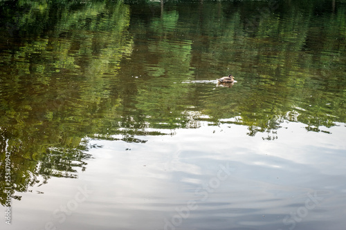 A duck over a muddy pond at Haagse Bos, forest in The Hague