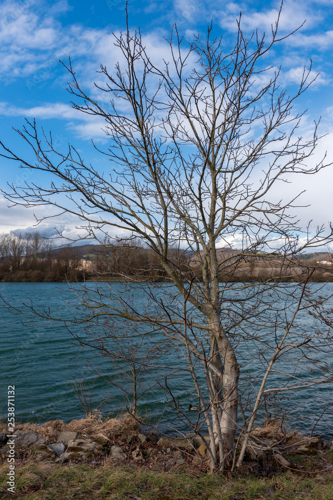 Baum am Ufer