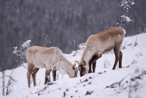 Caribous en tête-à-tête