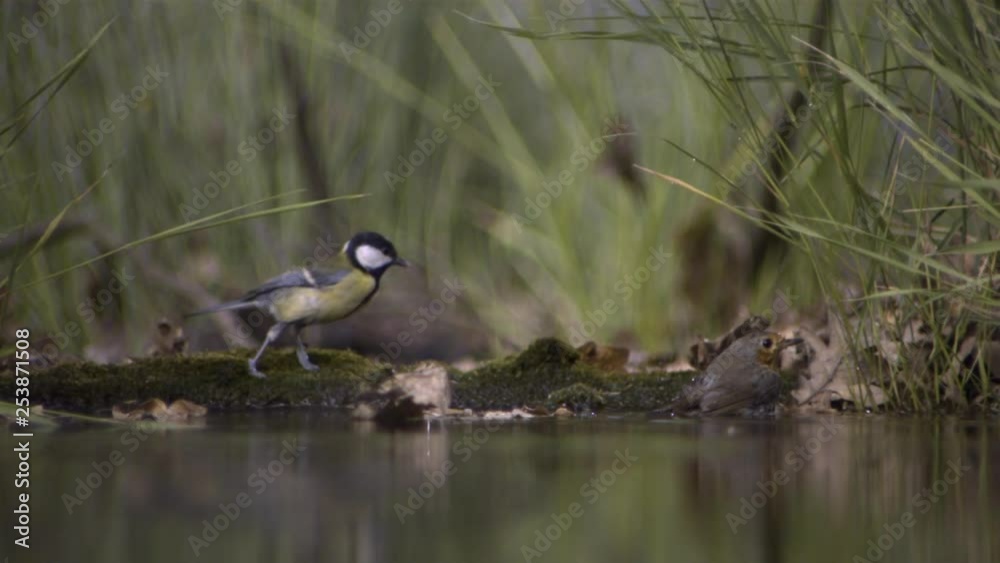 Great Tit jumping Great Tit jumping
