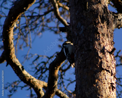 Great spotted woodpecker standing on a tree trunk, with only the head and lower tale lit up, the rest of the bird in the shade. Interesting shape on branch behind the bird.