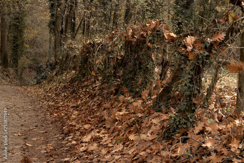 A Fence in Autumn Park. Lagoni di Mercurago, Dormelletto, Italy. November 2018. photo