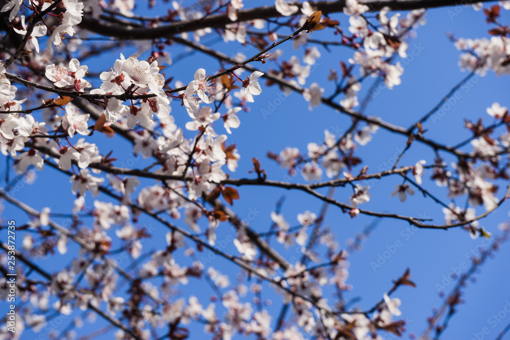 Cherry Sakura Tree with Beautiful Sky Cherry Sakura Tree with Beautiful Sky