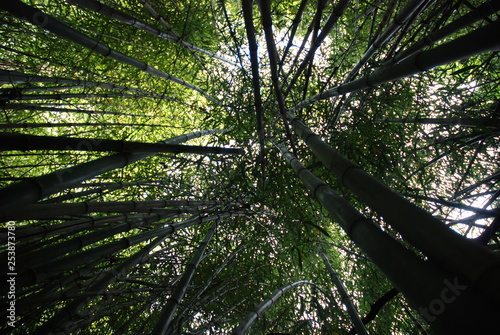 Bamboo Jungle