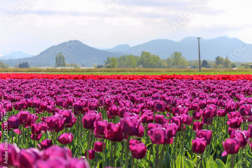 Field of beautiful colorful tulips