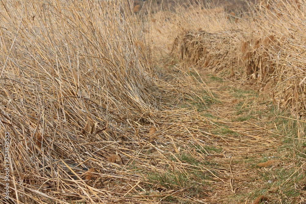 겨울 강변에 갈대