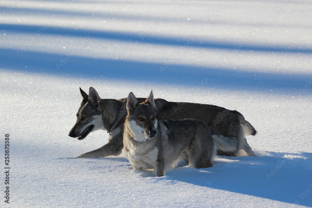 Wolfhunde im Schnee