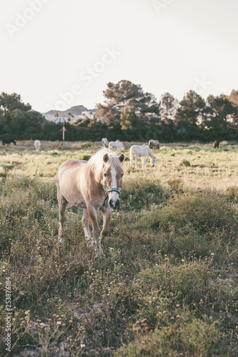 Pferde auf der Weide im Sommer