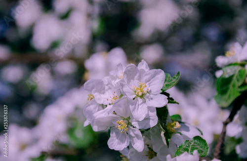 Blooming apple tree branch with white flowers