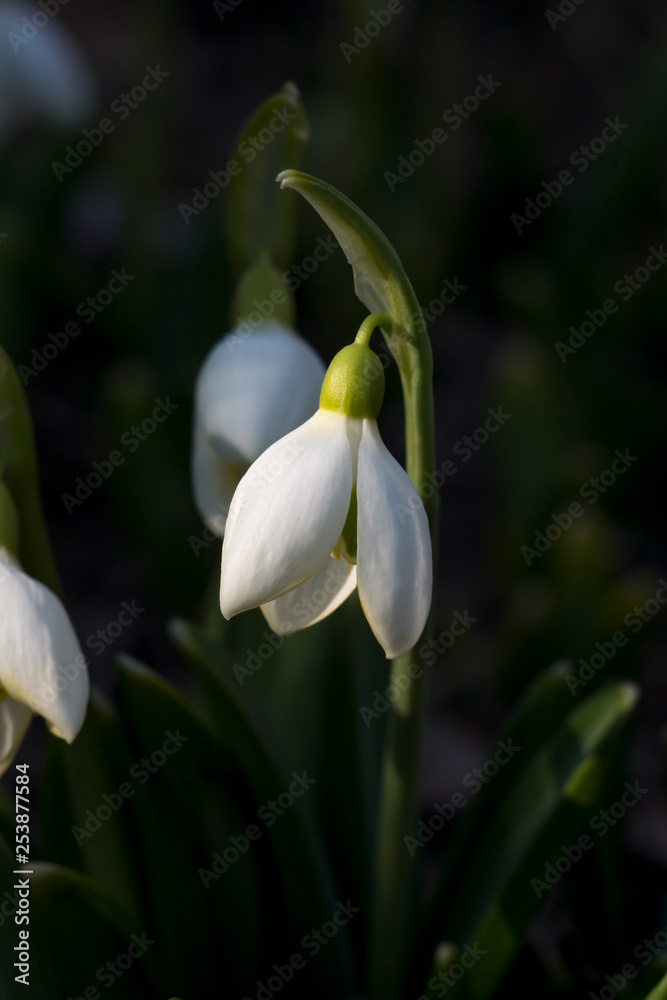 Spring snowdrop. (Galanthus nivalis) Spring snowdrop. (Galanthus nivalis)
