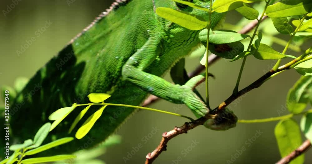 Chameleon in close-up, South Africa Chameleon in close-up, South Africa