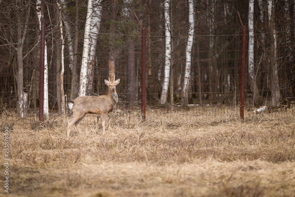 Roe deer stands in the field, against the backdrop of a fence and forest. A young roe deer walks through the reserve. Roe deer stands in the field, against the backdrop of a fence and forest. A young roe deer walks through the reserve.