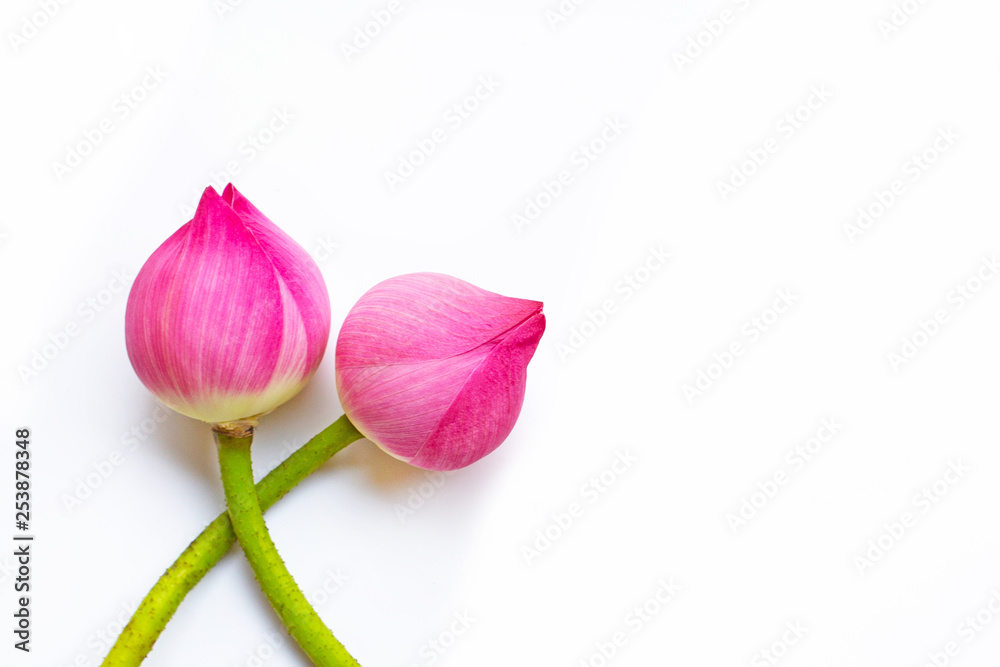 Fototapeta premium Lotus flowers on white. Copy space