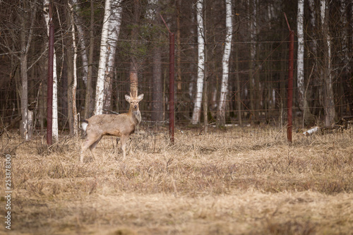 Roe deer stands in the field  against the backdrop of a fence and forest. A young roe deer walks through the reserve.
