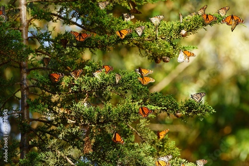 Multiple monarch butterflies sitting on a tree branch