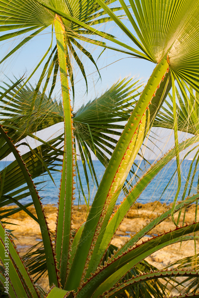 Fototapeta premium Palm tree on the sunny beach