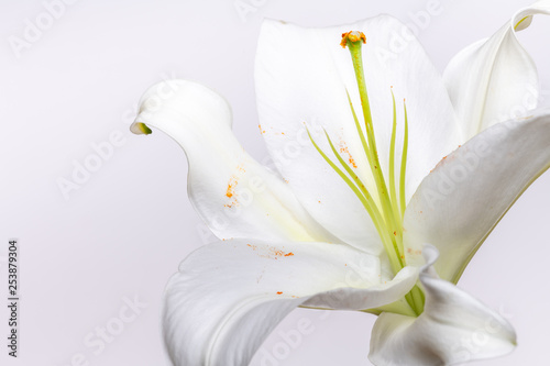 kwiat-lilii-w-skali-makro
