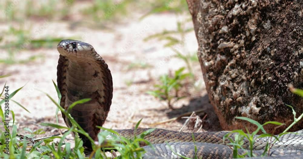 cobra snake in liberty, South Africa cobra snake in liberty, South Africa