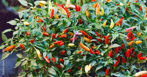 Fotografia chili pepper (chile, chile pepper, chilli pepper or chilli) spicy fruit of Capsicum plants used for food and traditional medicine