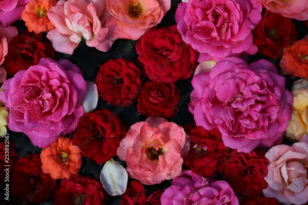 Fototapeta premium red roses