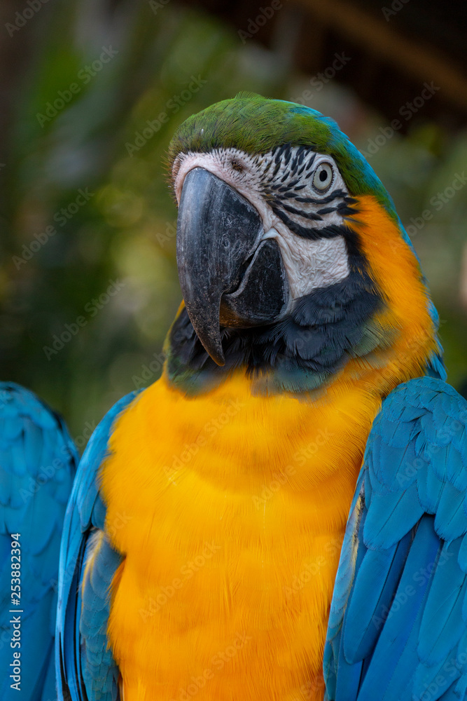 Fototapeta premium A Macaw Parrot