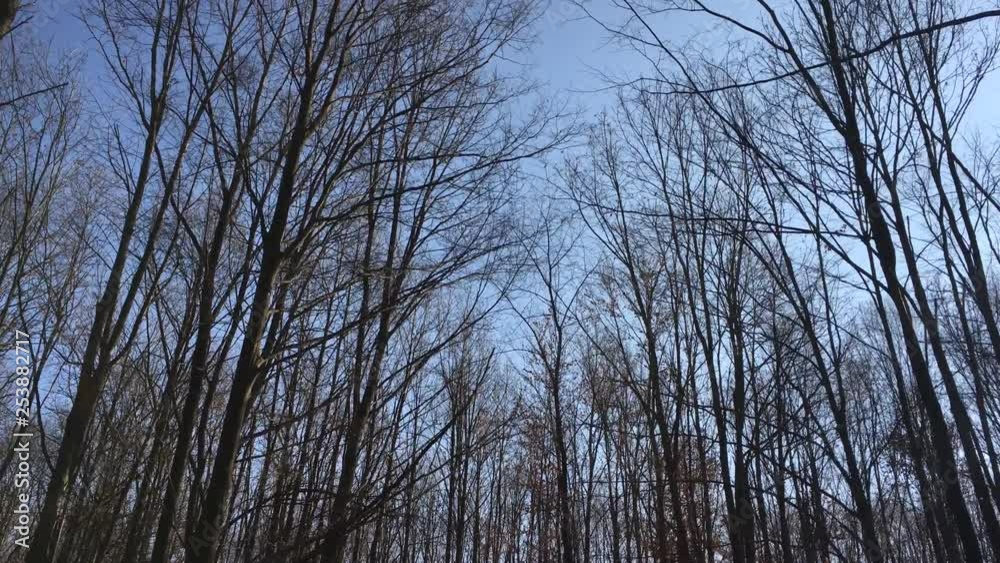 Walking on a forest road, early spring season Walking on a forest road, early spring season