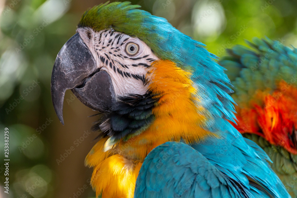 A Macaw Parrot