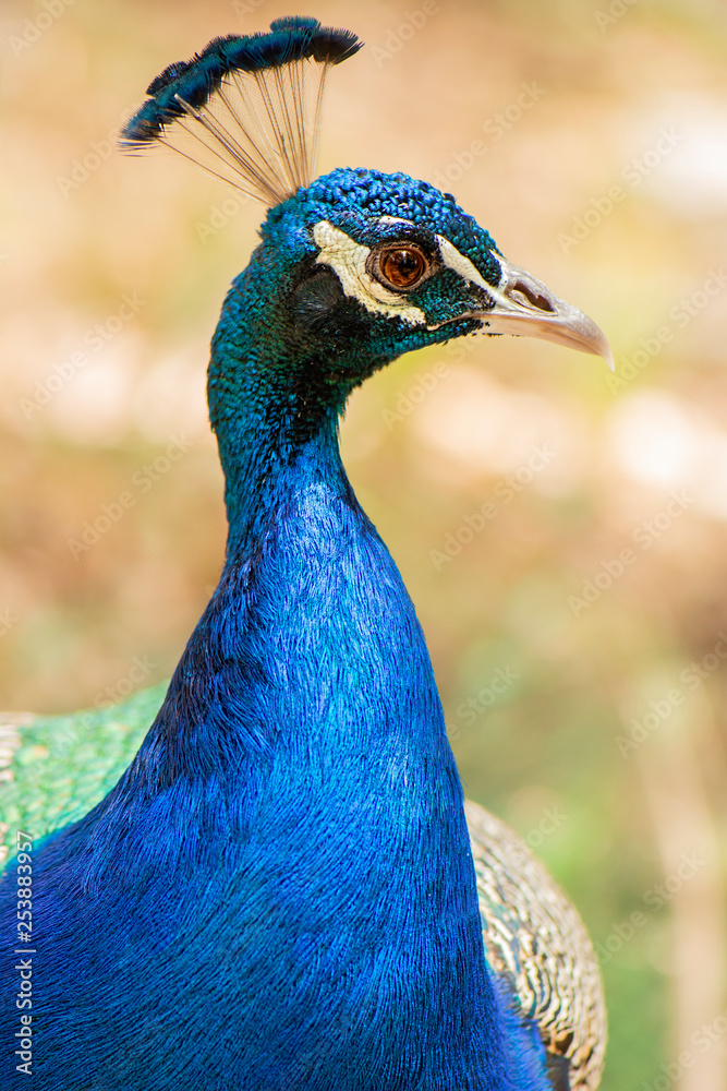 Obraz premium Beautiful Peacock