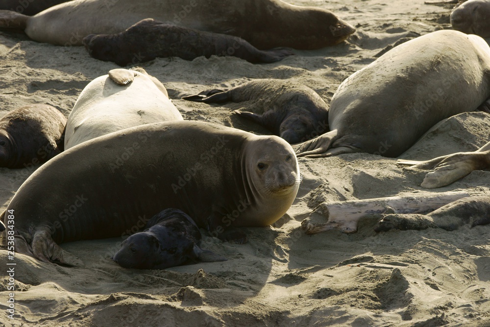 Fototapeta premium Elephant seal female and a small pup on a sandy beach