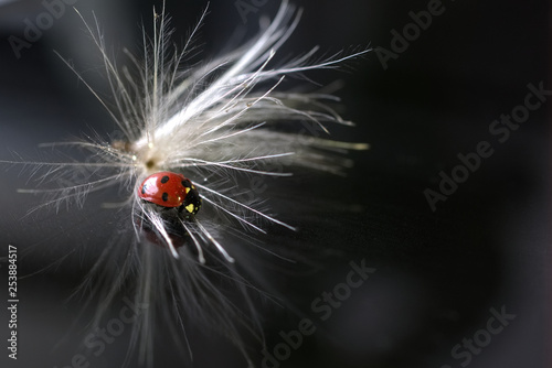Red ladybird sits on tragopogon's pappus on a black reflective surface
