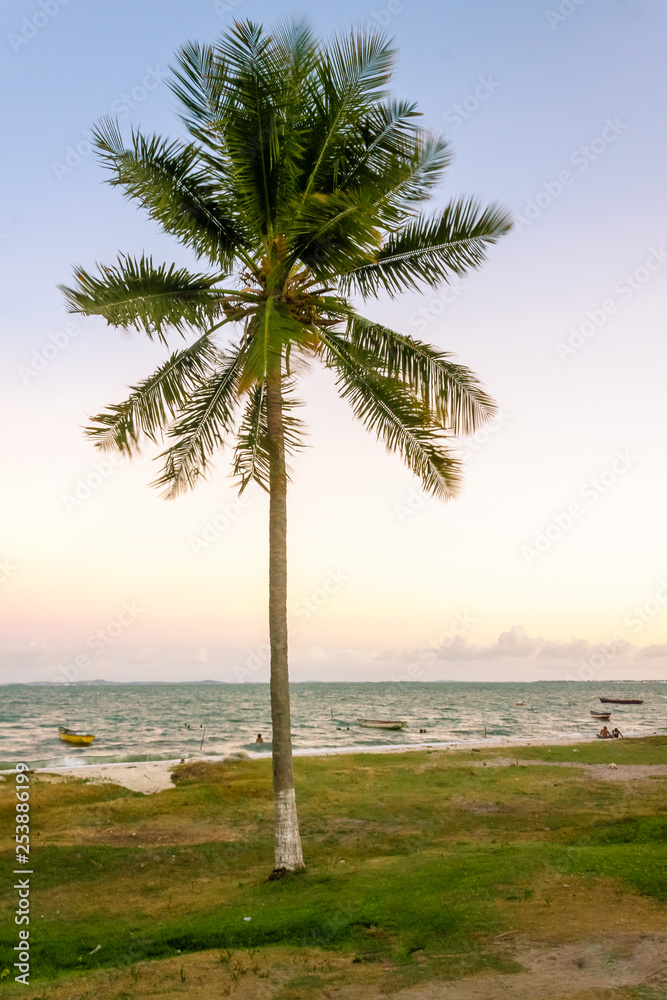Palm Trees Palm Trees