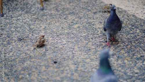 Cinematic Feeding Birds starling and pigeons fighting racing for food on the ground at Tokyo DisneySea in Japan. photo