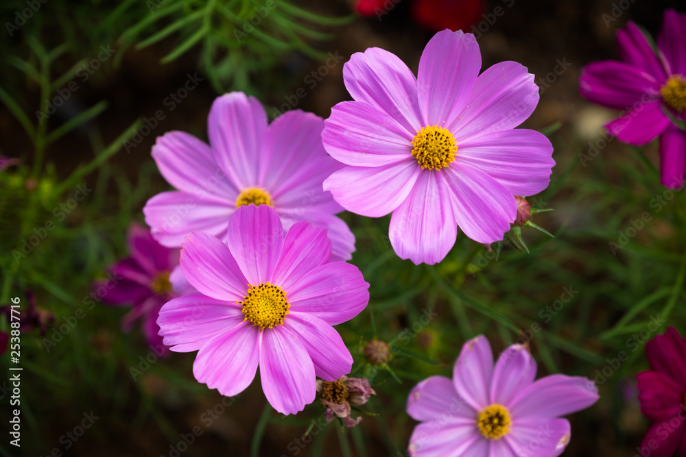 pink cosmos pink cosmos