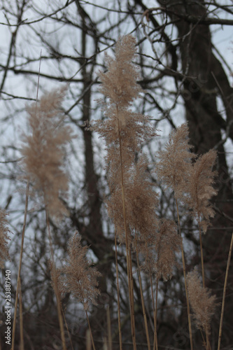 Brown Grass in the Winter © Deborah