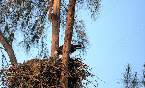 Bald eagle Haliaeetus leucocephalus feeds the eaglets in their nest of chicks on Marco Island