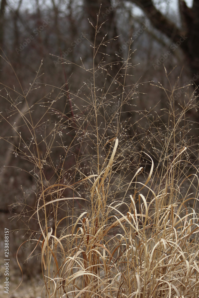 Fototapeta premium Winter Plants