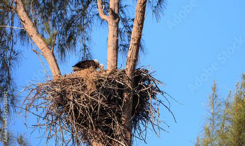 Bald eagle Haliaeetus leucocephalus feeds the eaglets in their nest of chicks on Marco Island