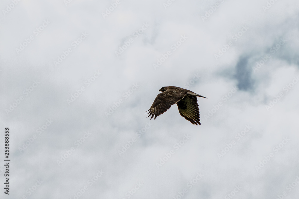 Obraz premium Bird with Prey