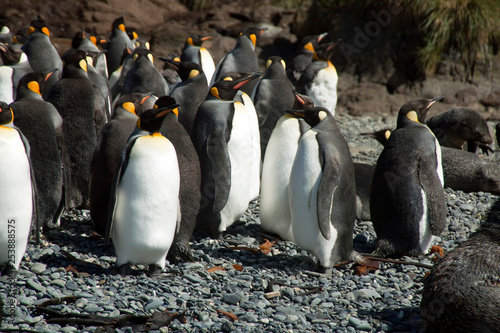 Elsehul Bay South Georgia Island, group of king penguins on pebble beach