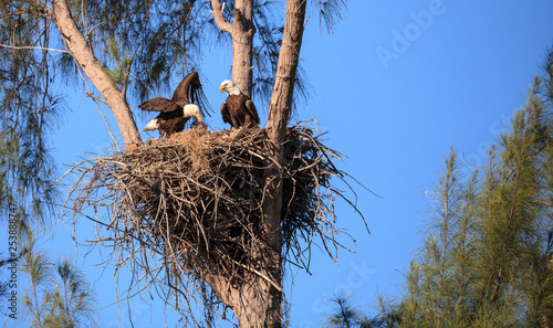 Family of two bald eagle Haliaeetus leucocephalus parents with their nest of chicks